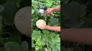 Agriculture Village Fresh Fruit #Viral #Fruit #Shorts #1081