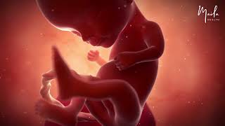 14 Weeks of Pregnancy | #SecondTrimester | #FetalDevelopment in #Pregnancy