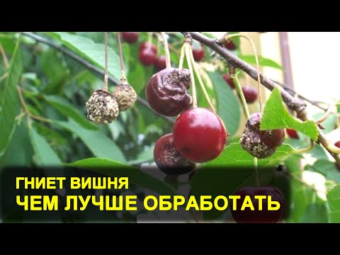 Видео: Грибная гниль на вишневом дереве - Как лечить вишню от корневой гнили Armillaria