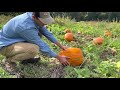 No till pumpkin production