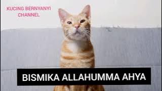 KUCING OREN LUCU BACA DOA SEBELUM TIDUR, BISMIKA ALLAHUMMA AHYA WABISMIKA AMUT, EH PAS TIDUR KENTUT
