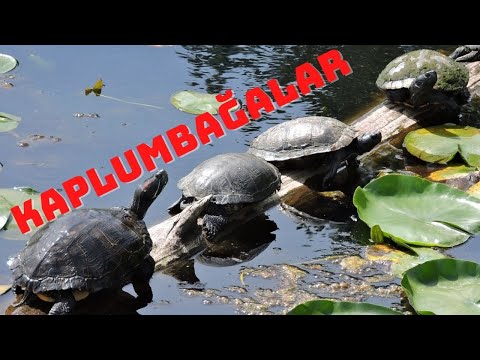 Video: Bataklık Kaplumbağaları Nerede Ve Nasıl Kışlanır
