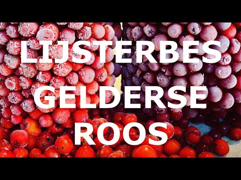 Video: Wilde Bessen (viburnum En Lijsterbes)
