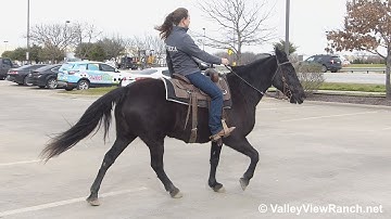 Cleo - Beautiful solid black mare riding in town! - ValleyViewRanch.net