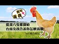 從養六隻雞開始 台南女孩的養雞旅程 feat.鳳君商行麻豆直營店 蛋美力