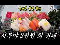 가격 오르기전에 빨리 가세요‼️시부야 2만원 회 뷔페‼️【시부야 맛집】