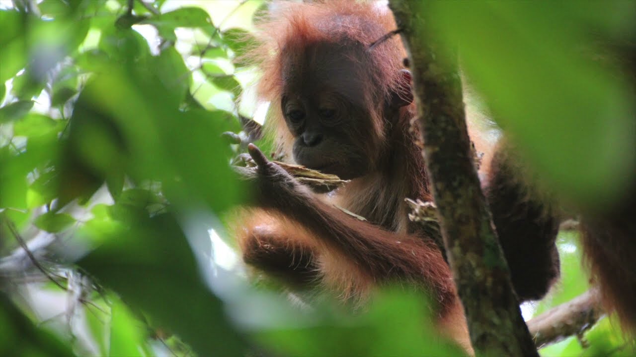 Zoo Life Boosts Object Exploration: Wild and Zoo-Housed Orangutans Explore the World Differently