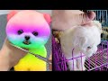Tik Tok 2023 Chó Phốc Sóc Mini 😍 Funny and Cute Pomeranian 😺🐶 | cute animals370