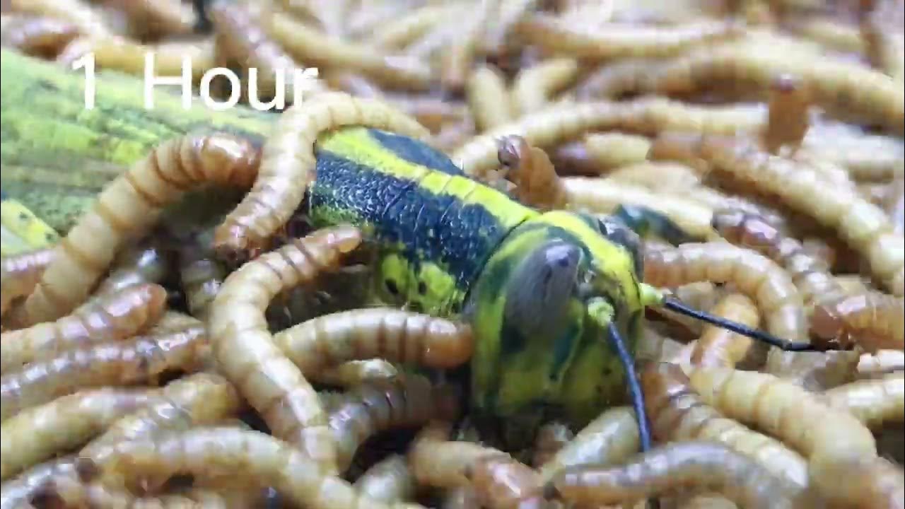 Mealworm VS time lapse. YouTube