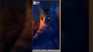 Call Me When You Want Lions Tigers Whatsapp Status