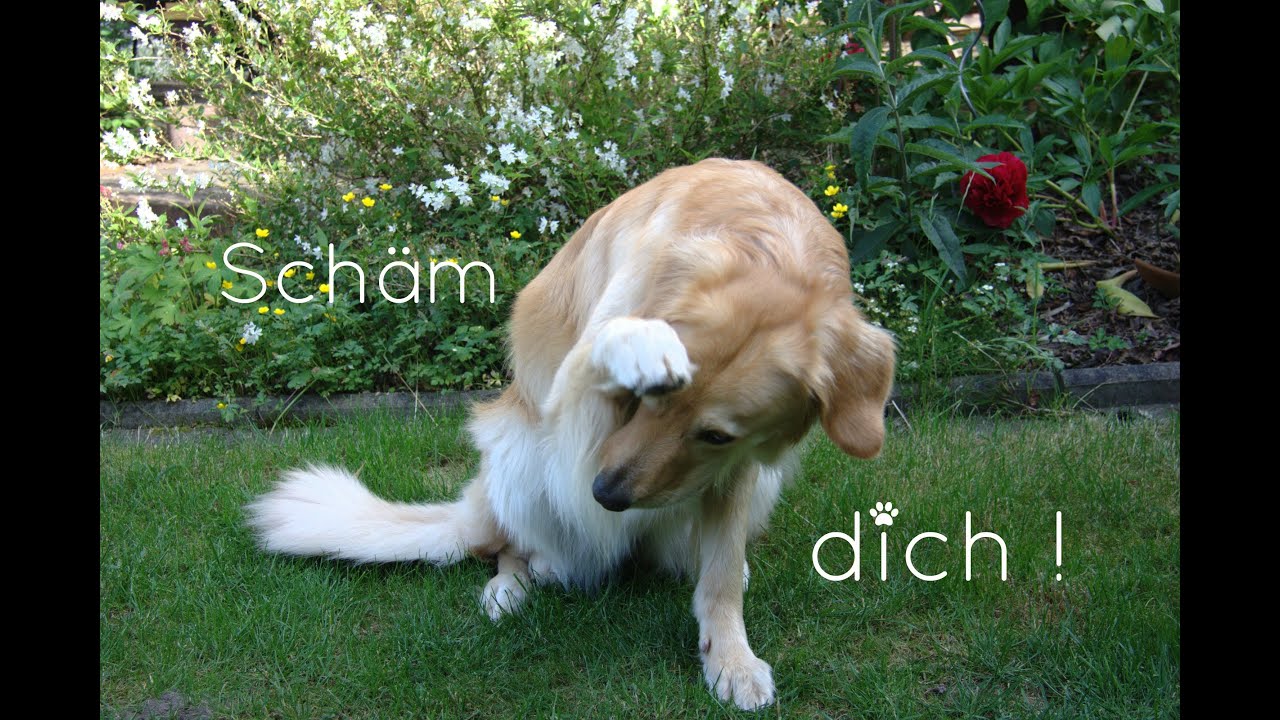 Schäm Dich Schäm Dich