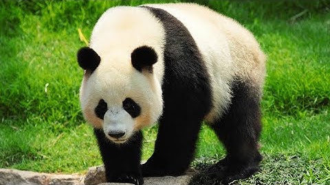 15 Amazing facts about Giant Pandas. |Biologicallife|