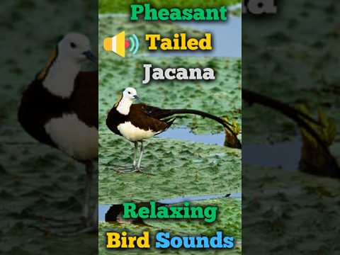 Pheasant-tailed Jacana’s Unique