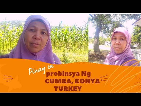 Video: Lumalagong Zucchini Sa Bukas Na Bukid