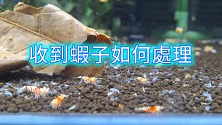 收到買來的觀賞魚 水晶蝦 米蝦 如何處入缸 小伙來演示 by 小森叔叔 570 views 4 months ago 1 minute, 27 seconds