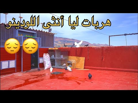 الدكر الأبيض الأنيق طار هو وأنثى اللودينو