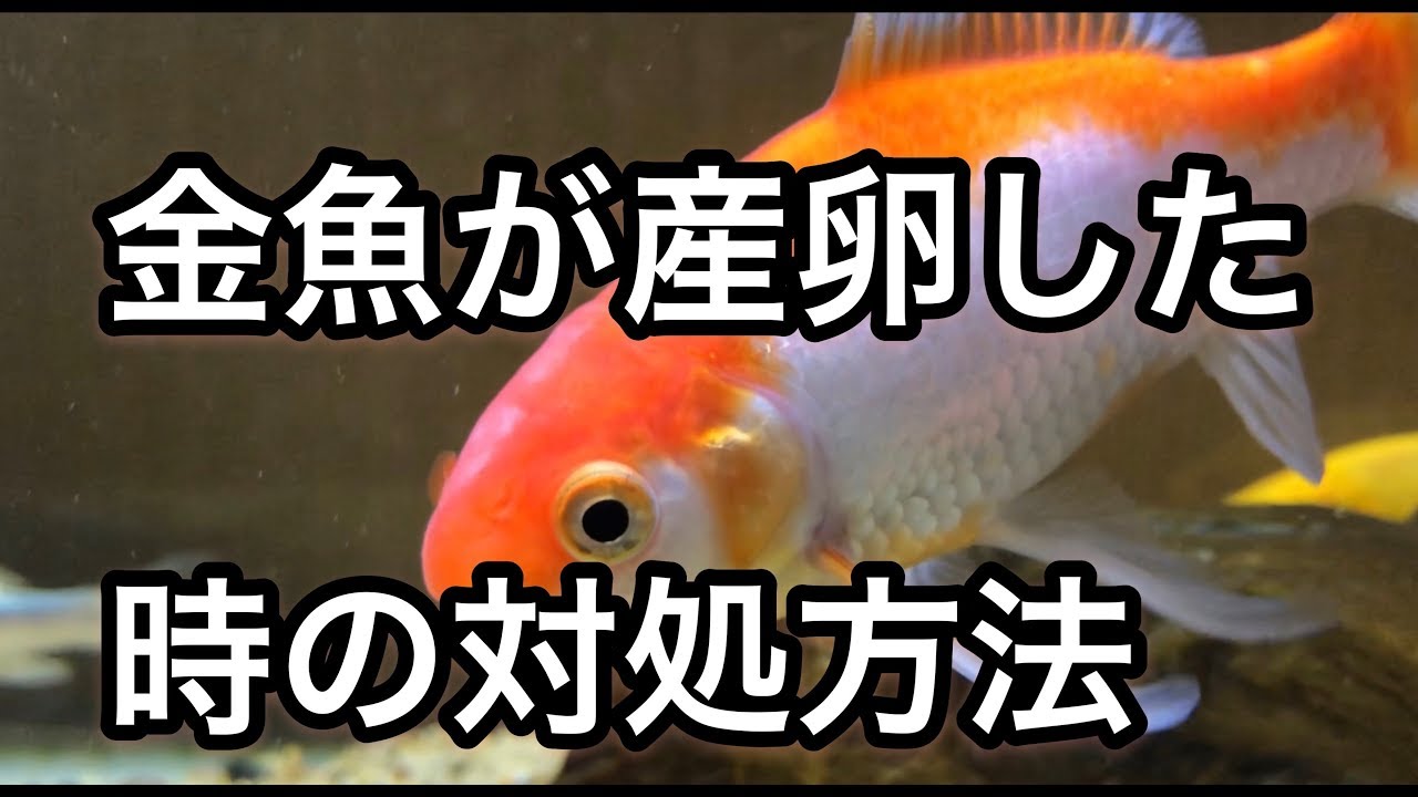 金魚が産卵した時の対処方法 Youtube 金魚が産卵した時の対処方法 Youtube