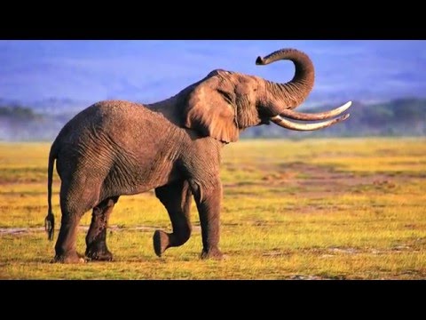 Video: Waarom Droomt De Olifant?