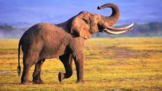Video thumbnail of "Ze kunnen zeggen wat ze willen maar de olifant"