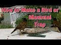How to Make a Bird or Mammal Trap