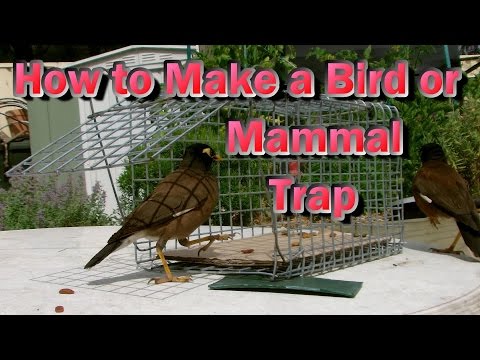 How to Make a Bird or Mammal Trap