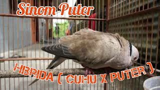 JENIS - JENIS BURUNG HIBRIDA,HASIL KAWIN SILANG PUTER DENGAN TEKUKUR