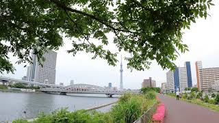 【4K】Tokyo Walk - Shirahige Bridge To Sensoji Temple (May.2021|Sumida River #5) 【4K】Tokyo Walk - Shirahige Bridge To Sensoji Temple (May.2021|Sumida River #5)