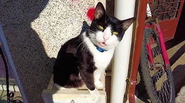 Tuxedo cat on a leash sitting on an electrical panel on the street
