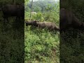 Peaceful Countryside Life: Buffalo Riding & Fishing 🌾 #shorts #hantang #countryside #fishing