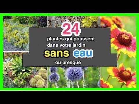 24 Plantes Qui Poussent Dans Votre Jardin Sans Eau Ou Presque Youtube