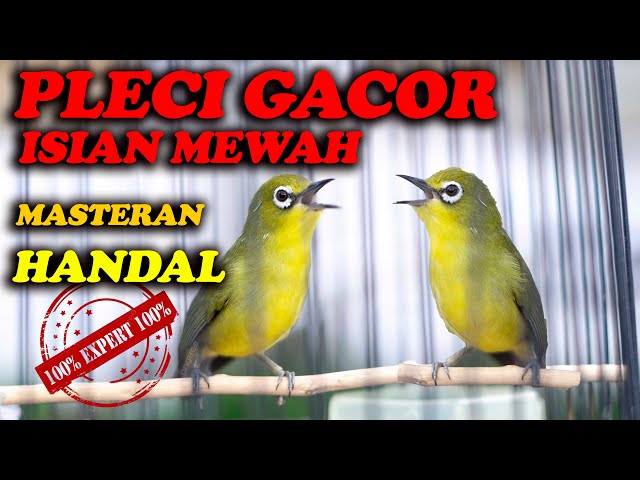 PLECI GACOR NEMBAK ISIAN MEWAH , MASTERAN TERBAIK !!!! class=