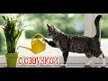 Приколы с котами с ОЗВУЧКОЙ – Мемы 2018 - Смешные коты и кошки -  Domi Show