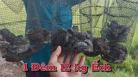 Thành Quả  một  đêm 12kg  - đặt  lợp  ếch , vụ lúa hè thu