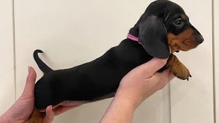 Grooming a Longhair Dachshund videos compilation funny Mini Dachshund dogs videos Try Not to laugh