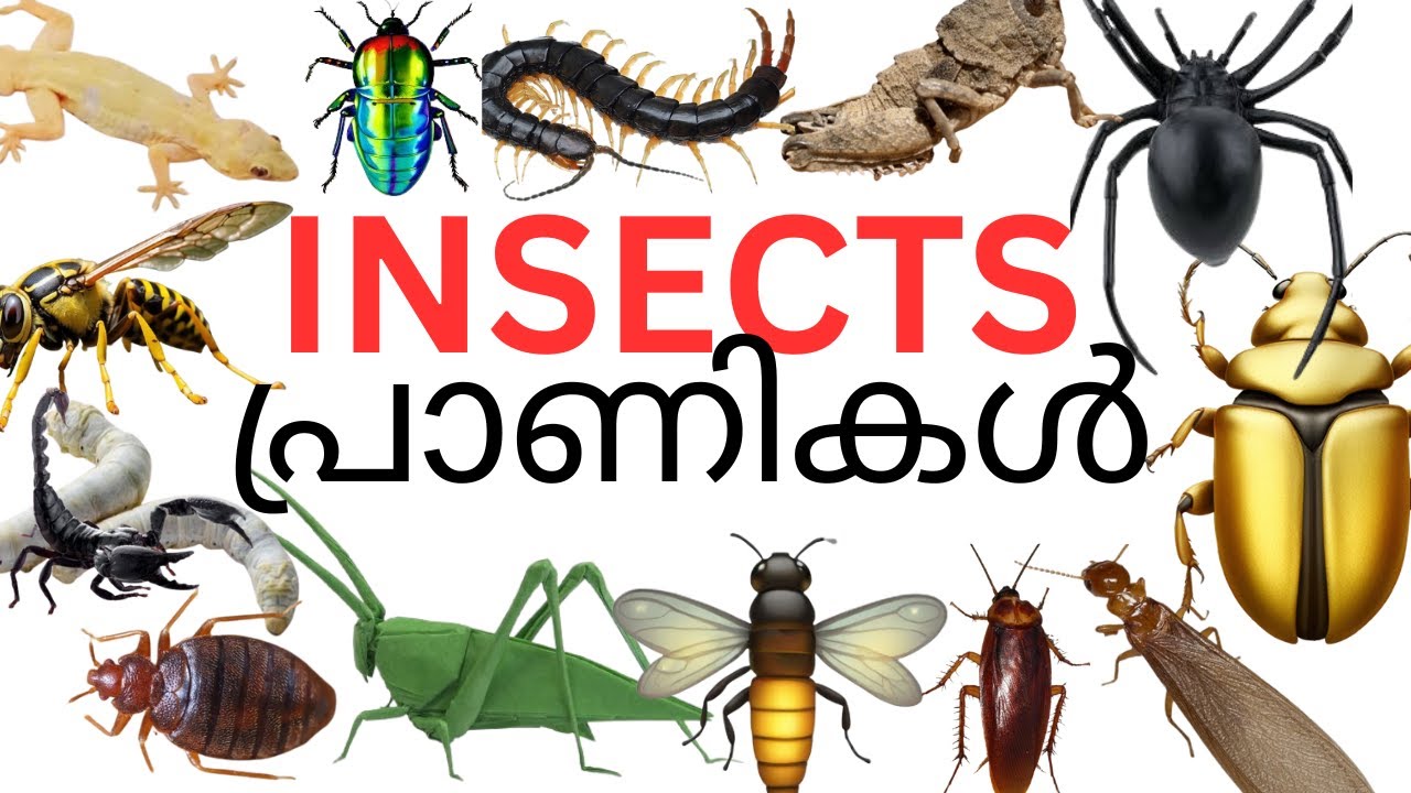 insects name | പ്രാണികൾ | insects for kids | insects| name of insects ...
