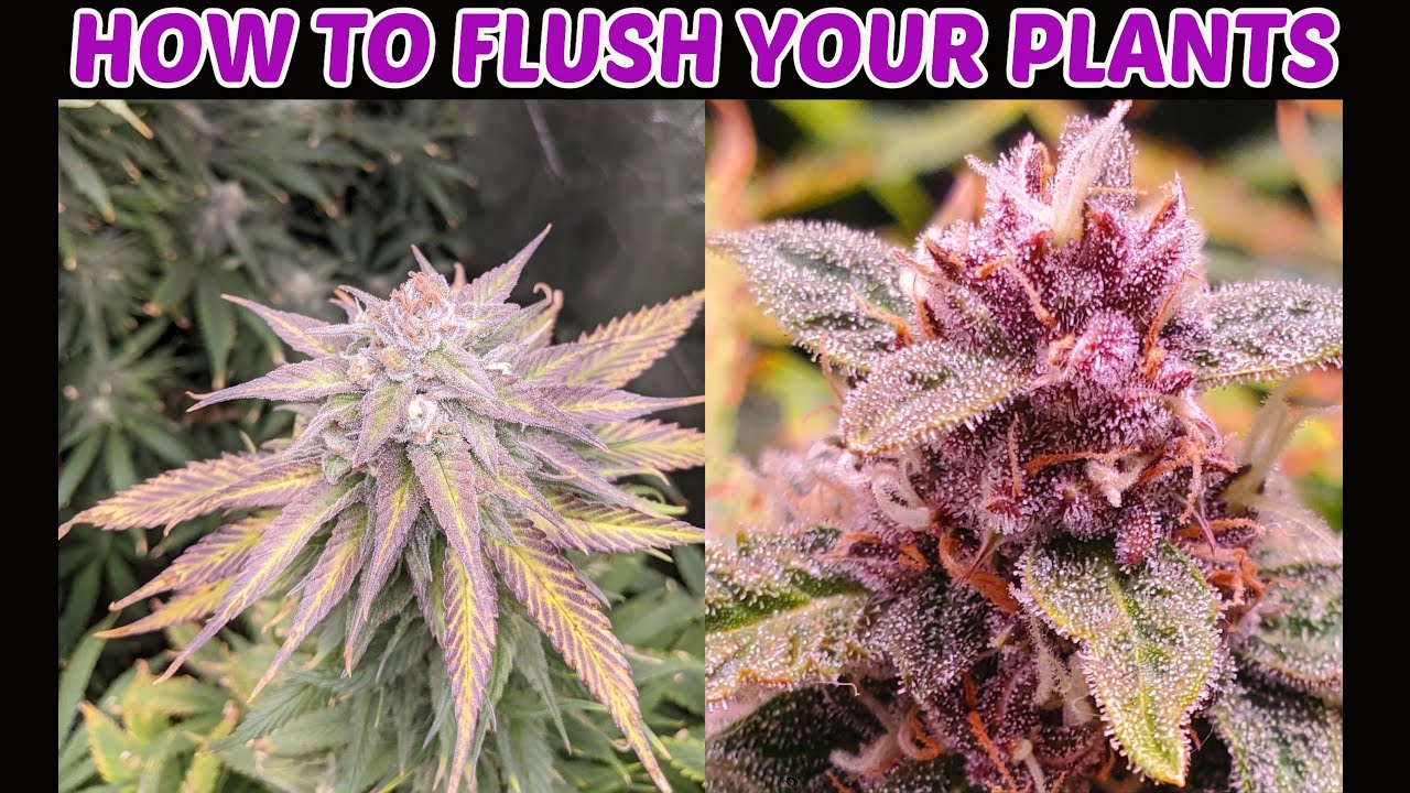 How and When to Flush Cannabis Plants - Choose the Right Flushing Agent