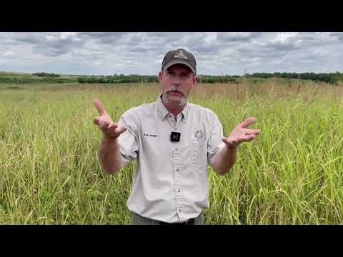 Vídeo: Johnson Grass Control: Como se livrar da Johnson Grass
