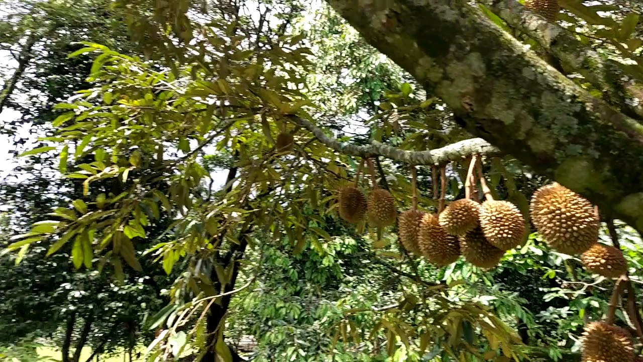 Unduh 9400 Koleksi Gambar Durian Warso Terbaik HD