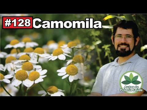 Vídeo: Campo de flores de camomila: descrição e propriedades úteis