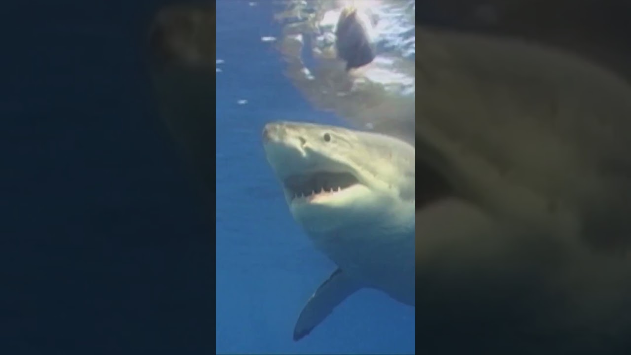 🦈 Did you know sharks replace their teeth nonstop? | 