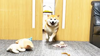 感動の再会の通り道に好きなおやついっぱい置いてみた