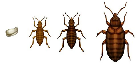 How to Kill Bed Bugs - Get Rid of Bed Bugs Quick