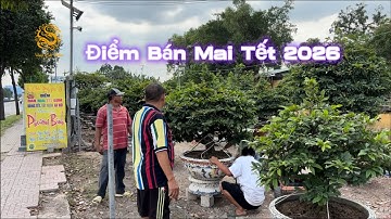 Thăm khu trưng bầy bán Mai Tết 2026 trên đường Phạm Văn Đồng Thủ Đức|Vùng Đất Rồng 