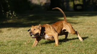 Extreme Trained & Disciplined Pitbull Terrier Dogs by Lovers of Dogs 9,481 views 5 years ago 3 minutes, 23 seconds