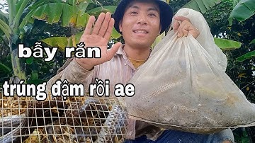 Bẫy rắn mùa mưa dính hổ hành liên tiếp trúng đậm một ngày bội thu | Cần gò Công