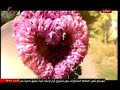 صباحنا غير سالي شار سلمى عودة 2018 3 4 الاخبارية السورية