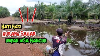 JANGAN HERAN KALO IKAN DI SINI BISA NGAMUK // CASTING IKAN GABUS