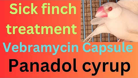 how I Treated sick java Spearow & Recovered With in Few Minutes | sick java Finch Treatment  |