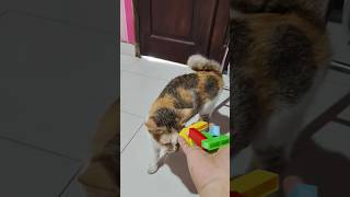 Beads ASMR 🌈 Relaxing Cat ReverseMagic🙀 #shorts #cat #satisfyingvideo #asmr#trendingshorts