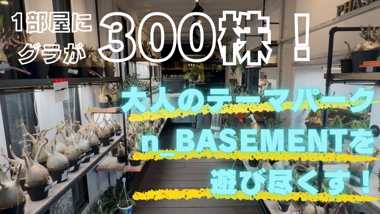 vol.3【グラキリス300株が揃うお店！】大人のテーマパーク『ベースメント』に遊びに行ってみた！